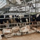 대연목장 이미지