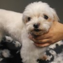 마스터그루밍클럽 이미지