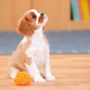 오뜨동물의료센터 이미지