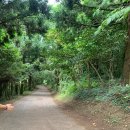 금오름 가는 길 | 제주도 여행 코스 도두봉 키세스 존 금오름 엄마 만족 찐 후기