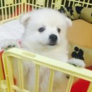 뽀송이 멍살롱 이미지