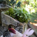 타샤의 정원 이미지