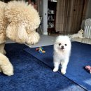 숲속댕토리애견유치원 이미지