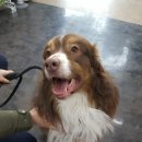 녹색동물약국 이미지