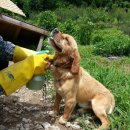 살인 진드기로 부터 견공犬公들에게 피해가 없게 하기 이미지