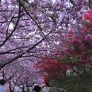 겹벚꽃 이렇게 예쁜 줄 몰랐어요… 전주 봄 나들이 후기♡