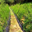 가나안농장1 이미지