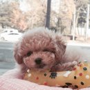 아리스타펫호텔 이미지