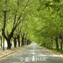플라타너스 이미지
