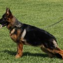 아마존애견사 이미지