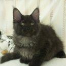 오즈메디칼 이미지