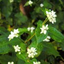 나무그늘의 작은집 작은세상 이미지