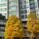 문 앤 치과기공소 | 11월 일상(1): 물든 나무들과 떨어지는 낙엽.. 가을! 🍂