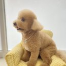 댕바이미 이미지