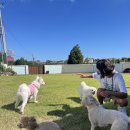 애견의 집 이미지