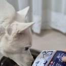 경 | 강아지 습식사료 경독고 추천 후기 소고기 보다 좋아