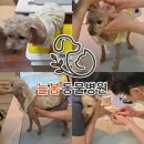늘봄동물병원 | [전북_익산]늘봄동물병원_익산 어양동 동물병원 알러지 검사 후기