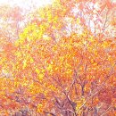 근교 산엘 갔더니, 가을단풍이 한창이었습니다. 이미지