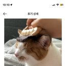 고양이 빗 후기 ㅈㄴ 귀여워ㅋㅋㅋㅋ 이미지