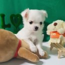 더폼나고 더폼나개 이미지