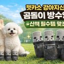 댕댕이 펫카 이미지