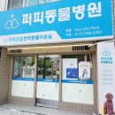 퍼피동물병원 | 대전 서구 애견미용 퍼피동물병원에서 미용받은 후기