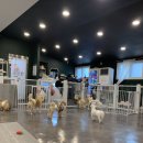 독 블레스 유 이미지