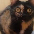 꼬꼬센타 이미지