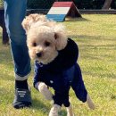 뎅뎅이랜드 이미지