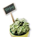 허브향기 이미지