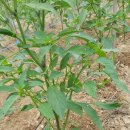 강산해 농장 이미지