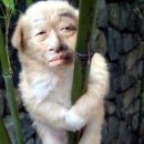 방가방가 PC 이미지