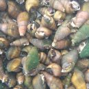 요천다슬기마을 이미지