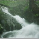 금선