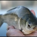 내촌낚시터 이미지