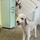 베니펫살롱 이미지