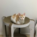 제나's 펫택시 | 가슴으로 낳아 지갑으로 키운다 ,, 초보 집사의 고양이 입양 초기비용 정리