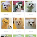 펫더스타일 이미지