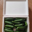 농부의꿈 | 양주농부이범석 농부의꿈 클로레라 미니오이 맛있어