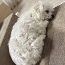 이선동물병원 이미지