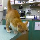 한얼동물병원 이미지