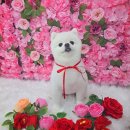 뽀송하개 애견미용 이미지