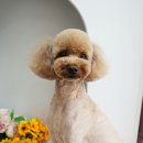 애견미용실 바비펫 이미지