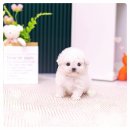 대주사료 애견샵 | 시흥애견샵 방문 후기신중하게 고른 선택, 지금은 가족이 되었어요