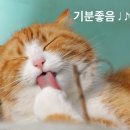 맘스동물의료센터