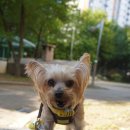 써리 독 이미지