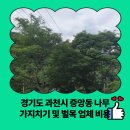 경기도 과천시 중앙동 나무 가지치기 및 벌목 업체 비용