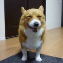 웃는 강아지 이미지