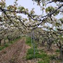 압해도용마을 이미지