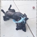 애견멀티샵 이미지